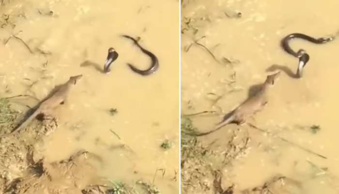 King Cobra ने पानी से किया नेवले पर अटैक, आखिर में जो हुआ उसे जरूर देखना चाहिए