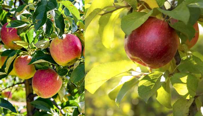 कैंसर और मधुमेह में बेहद लाभकारी है सेब, जानें National Apple Day क्यों है खास?