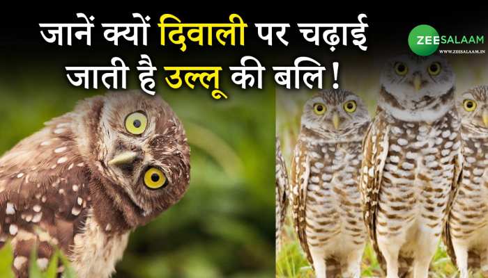 Owls Are sacrificed On Diwali: जानें क्यों दिवाली पर चढ़ाई जाती है उल्लू की बलि