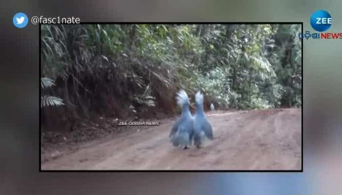 Rare Kagu Birds Mating Video; Nature's Creation Will Definitely Shock You