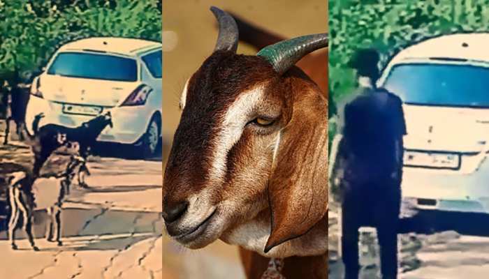 Sheopur News: लग्जरी कार से बकरा-बकरी चोरी, CCTV कैमरे में कैद हुए अनोखे चोर