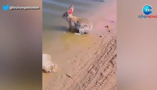 Rabbits Speed In Water Will Astonish You; Video Goes Viral | ପାଣିରେ ...