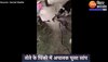 पिंजरे में घुसे सांप को कुत्ते ने दी भयानक मौत, देखें भयावह वीडियो