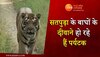 Tiger Video:सतपुड़ा टाइगर रिजर्व के बाघों के दीवाने हो रहे हैं पर्यटक,देखें वीडियो