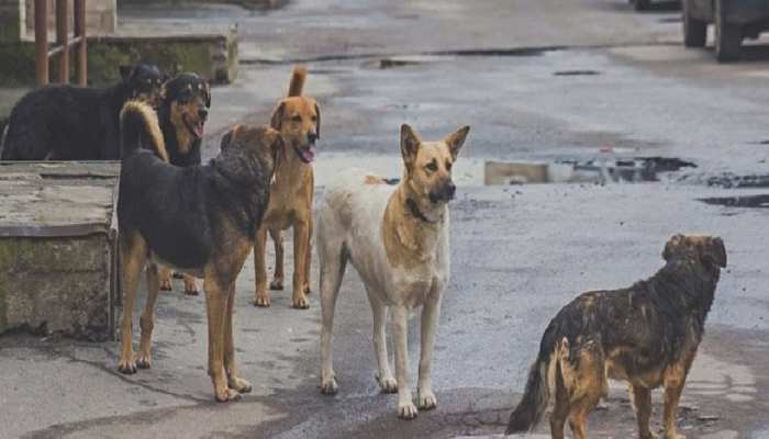 सवालों के घेरे में कुत्तों की नसबंदी; ऑपरेशन के बाद भी क्यूं बढ़ रही संख्या!