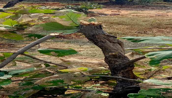 किशनगंज में हरे-भरे पेड़ों पर चल रही है कुल्हाड़ी, वन विभाग नहीं दे रहा ध्यान