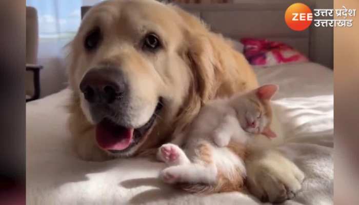 Funny Cat and Dog Video: जानी दुश्मन बने दोस्त, कुत्ते को बिस्तर बनाकर जमकर सोई बिल्ली 