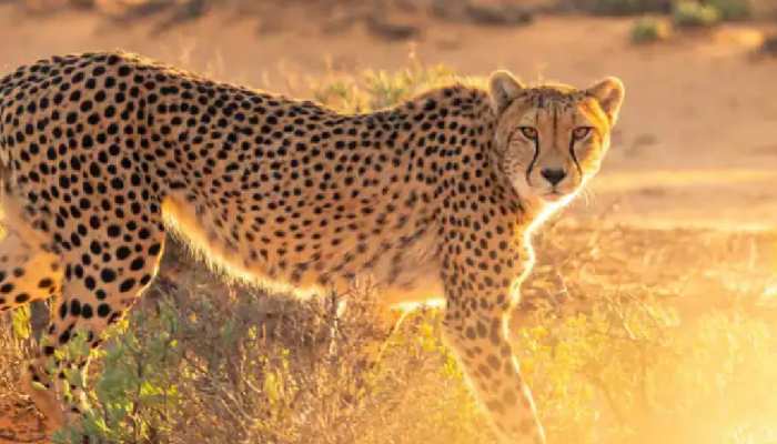 Cheetahs from Africa : ଭାରତରେ ନାମ୍ବିଆ ଚିତାର ଶିକାର