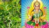 Tulsi Vastu Tips: इस दिन भूलकर कर भी न करें तुलसी की पूजा, हो जाओगे कंगाल   