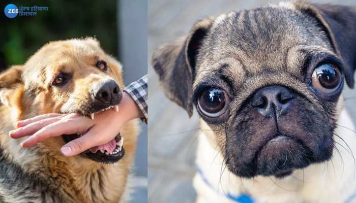 pet animals की ताज़ा खबरे हिन्दी में | ब्रेकिंग और लेटेस्ट न्यूज़ in Hindi - Zee News Hindi pet animals की ताज़ा खबरे हिन्दी में | ब्रेकिंग और लेटेस्ट न्यूज़ in Hindi - Zee News Hindi