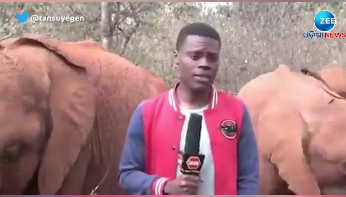 Elephant in Jolly Mood while Reporter Doing Reporting