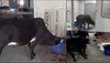 मरीजों की जान से खिलवाड! ICU में घुसी गाय, 18 घंटे बाद भी स्वास्थ्य मंत्री बेखबर, बोले 'कहां घुसी'