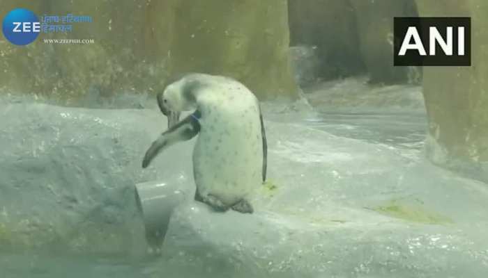 Penguin Video: वायरल हो रहा तीन पेंगुइन का वीडियो, कुछ इस अंदाज में मस्ती करते नजर आए तीनों