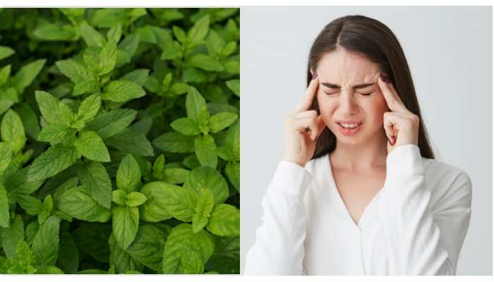 how to get rid of headache in winter home remedies mint pudina for headache  relief | Headache Remedies: सिर का सारा दर्द खींच लेंगी इस पौधे की  पत्तियां, तुरंत मिल जाएगा आराम |