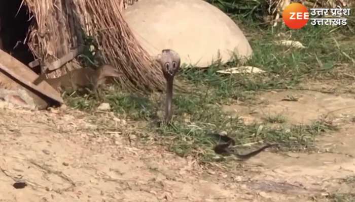 सांप और नेवले की लड़ाई किताब से निकल कर आई जमीन पर, देखिए कैसे लड़ते हैं दोनों जानी दुश्मन