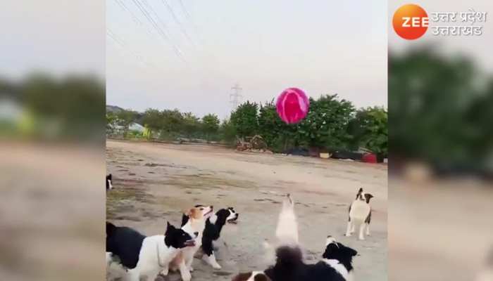 Dog Viral VIdeo: कुत्तों के झुंड ने एक गुब्बारे से खेलकर दिया ऐसा संदेश, पाजिटिविटी की मिसाल दे रहे लोग