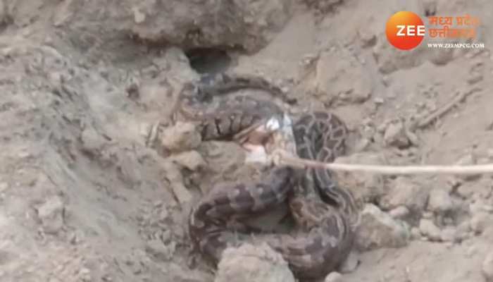 तालाब में छिपे 12 फीट लंबे अजगर को JCB से बाहर निकाला गया, देखें वीडियो