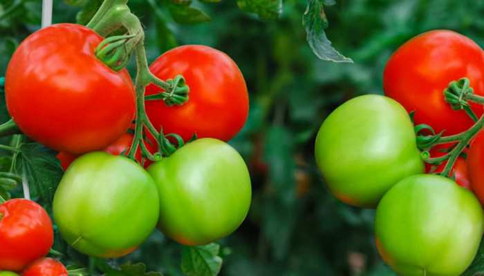 Green Tomato: लाल नहीं, इस बार हरे टमाटर को करें ट्राई, ये 3 परेशानियां होंगी छूमंतर