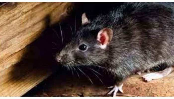 UP News: बदायूं में ‘चूहे की हत्या’, शव का किया गया पोस्टमार्टम, पुलिस का बड़ा बयान 