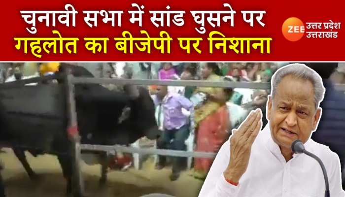 गुजरात में अशोक गहलोत की चुनावी सभा में घुसा सांड, गहलोत ने साधा बीजेपी निशाना