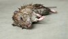 Badaun: चूहे की हत्या का आरोपी ज़मानत पर रिहा, अब पोस्टमार्टम रिपोर्ट का इंतज़ार