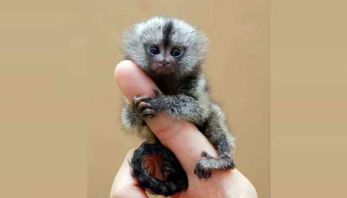 Pygmy Marmoset: यह है दुनिया का सबसे छोटा बंदर, वजन 100 ग्राम, जानें इसके बारे में