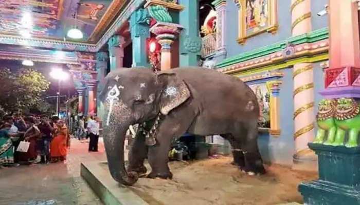 Puducherry: मंदिर की हथिनी ‘लक्ष्मी’ की मौत, सैंकड़ों लोगों ने दी अंतिम विदाई