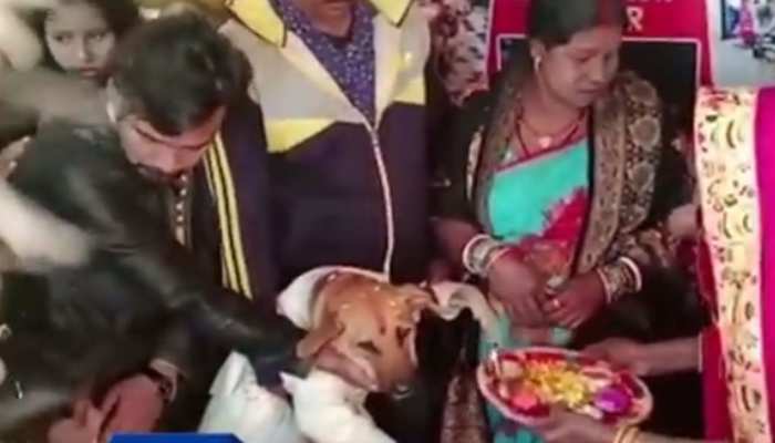 4500 रुपये का सूट पहनकर कुत्ते ने काटा केक, 350 मेहमानों संग धूमधाम से मनाया जन्मदिन