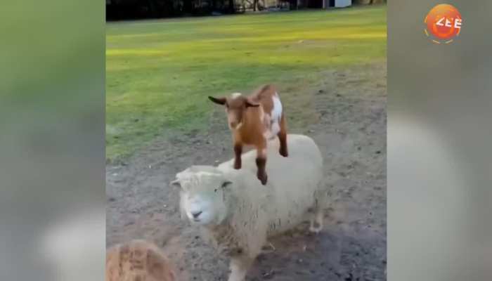 funny animal videos that will make you pee your pants की ताज़ा खबरे हिन्दी में | ब्रेकिंग और लेटेस्ट न्यूज़ in Hindi - Zee News Hindi funny animal videos that will make you pee your pants की ताज़ा खबरे हिन्दी में | ब्रेकिंग और लेटेस्ट न्यूज़ in Hindi - Zee News Hindi