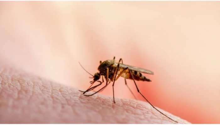 अब नहीं होगी मलेरिया से किसी की मौत! वैज्ञानिकों ने बनाए 2 पावरफुल टीके