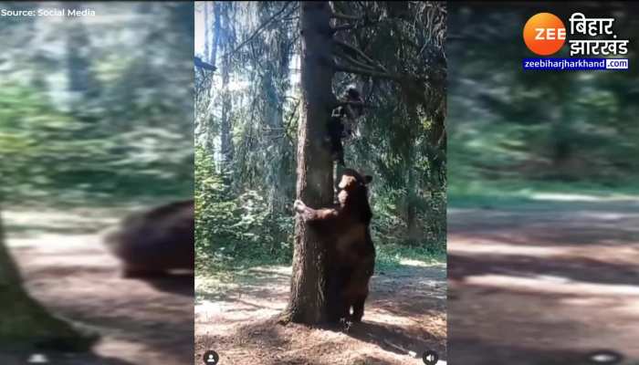युवती का शिकार करने के लिए पेड़ पर चढ़ा भालू, देखें भयानक वीडियो