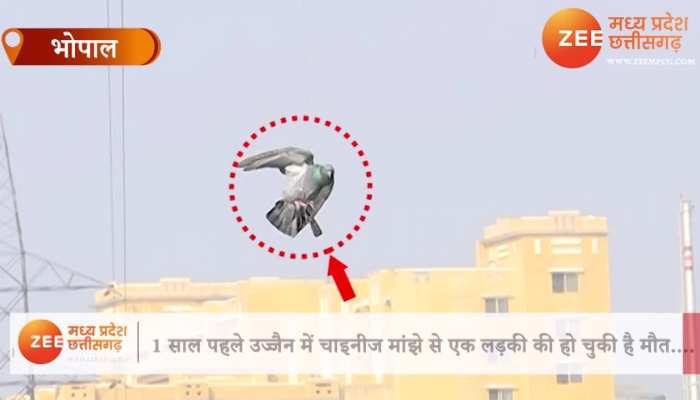 चाइनीज मांझे में फंसा बेजुबान कबूतर का देखिए लाइव रेस्क्यू video