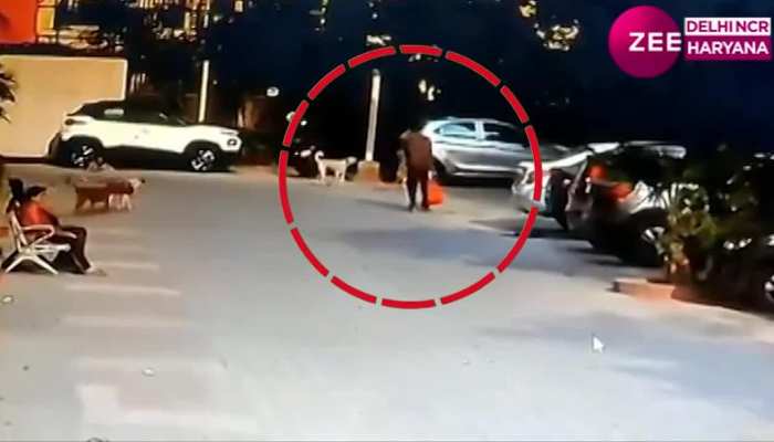 अकेला पाकर कुत्तों के झुंड ने किया शख्स पर हमला, डरा देगा Video