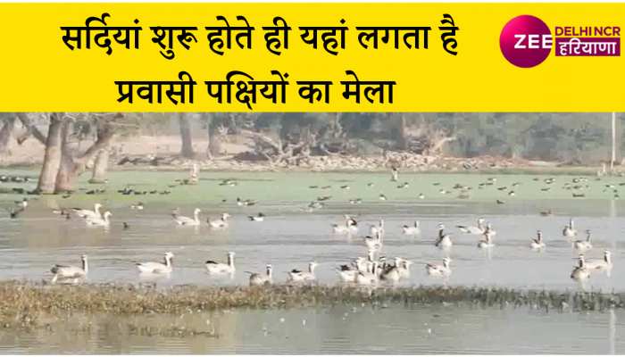 हजारों किलोमीटर का सफर कर प्रवासी पक्षी इस राज्य की बढ़ाते हैं शोभा