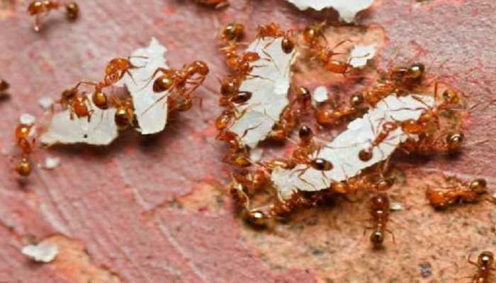 मुंह में अंडे लेकर कतार में जाती चींटियों का दिखना शुभ होता है या अशुभ? 