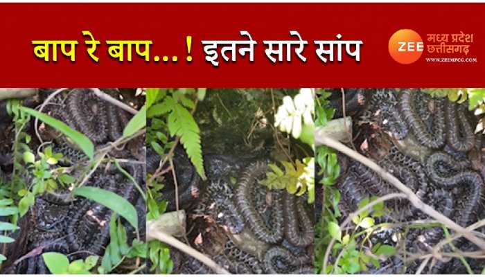 Sanpo Ka Jhund: एक साथ नजर आए इतने सारे सांप, देखते ही लोगों की सिट्टी-पिट्टी हो गई गुम