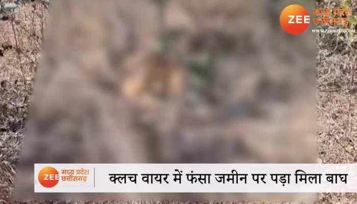 Panna Tiger Death: MP में बाघ को फांसी! पेड़ से लटका मिला शव, शिकार की आशंका