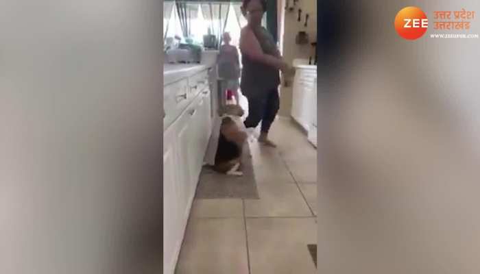 Cute Dog Video: कुत्ते ने मालिक के साथ किया मजेदार डांस वीडियो हो रहा है वायरल WATCH VIDEO