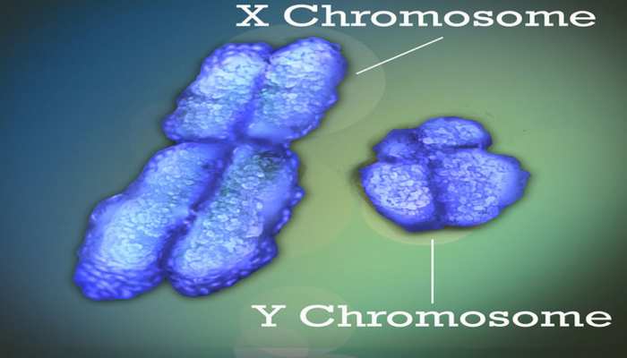 why male are continuously missing y chromosome is this syndrome a danger for human existence in future | Y Chromosome: पुरुष खो रहे वाई क्रोमोसोम, इंसानी अस्तित्व पर मंडराया ये बड़ा खतरा |
