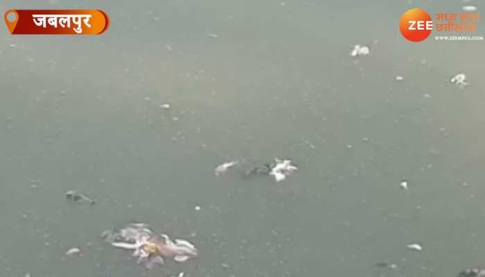 तालाब में प्रवासी पक्षियों की मौत से हड़कंप!