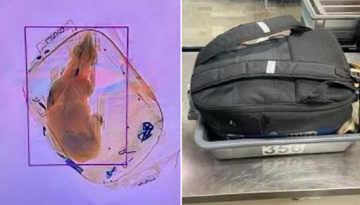 Airport की जांच मशीन में बैग के अंदर दिखा जानवर, खोला तो हक्के-बक्के रह गए अधिकारी