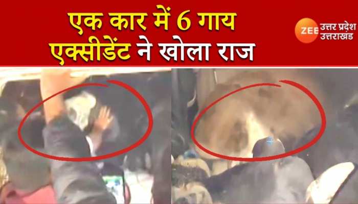 एक्सीडेंट ने खोला राज, कार में भर कर 6 गायों की हो रही थी तस्करी, वीडियो देख रह जाएंगे दंग WATCH