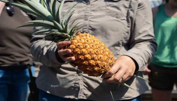 Heligan Pineapple : यह है दुनिया का सबसे महंगा अनानास, कीमत जानकर रह जाएंगे हैरान