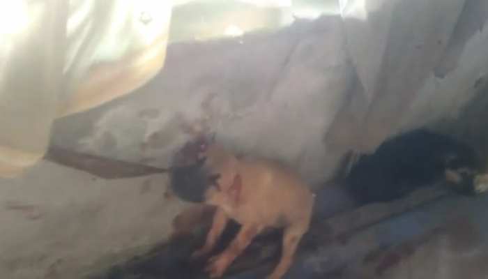 Shameful! The alcoholics got so intoxicated that they ate the dog's tail  and ears with chillies. | शर्मनाक! शराबियों को ऐसा नशा चढ़ा कि कुत्ते की  पूंछ और कान नमक-मिर्च लगाकर खा