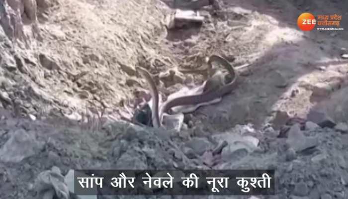 Snake Mongoose Fight: लंबी चली सांप और नेवले की नूरा-कुश्ती, आखिर में हुआ हैरानी वाला फैसला, देखें वीडियो