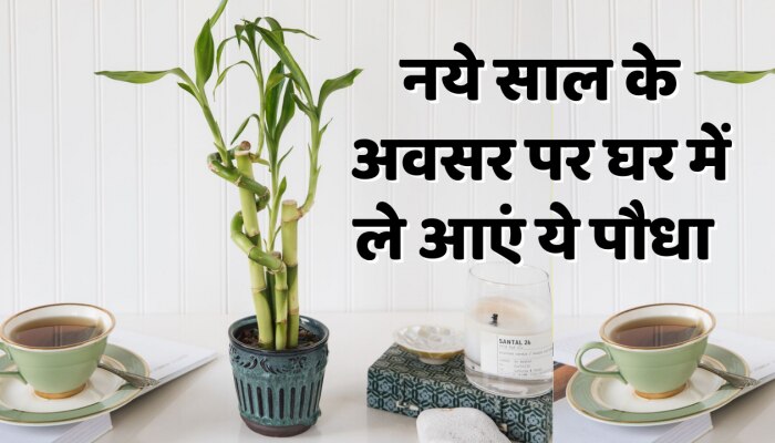 Vastu Tips: नए साल पर कौन से पौधे घर में लगाएं, जिससे लक्ष्मी की कृपा बनी रहे