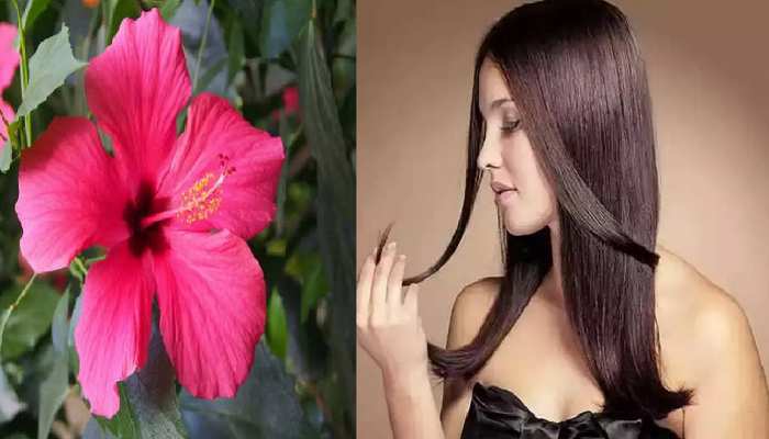 Gudhal Benefits hibiscus flower benefits hair growth shiney gudhal ke phool  ke faydey hair care tips pcup | Gudhal Flower Benefits: हेयर फॉल और रूखेपन  से परेशान हैं तो नारियल तेल और