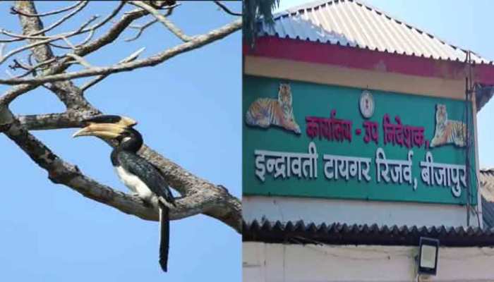 indravati Tiger Reserve hornbill rare bird seen in Indravati Tiger Reserve  know mpsn | Indravati Tiger Reserve: इन्द्रावती टाइगर रिजर्व में नजर आया ये  दुर्लभ पक्षी, जानिए क्या है खास | Hindi