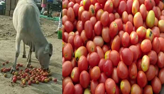 Tomato Price: मंडी में बिक रहा 2 रुपए किलो टमाटर, किसानों को हो रहा भारी नुकसान