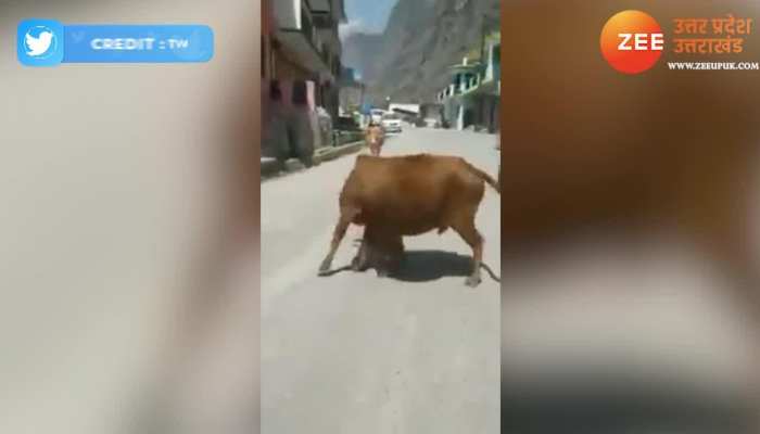 गैस सिलेंडर पर लाल पीली हो गई गाय, सड़क पर मचा बवंडर WATCH VIDEO 